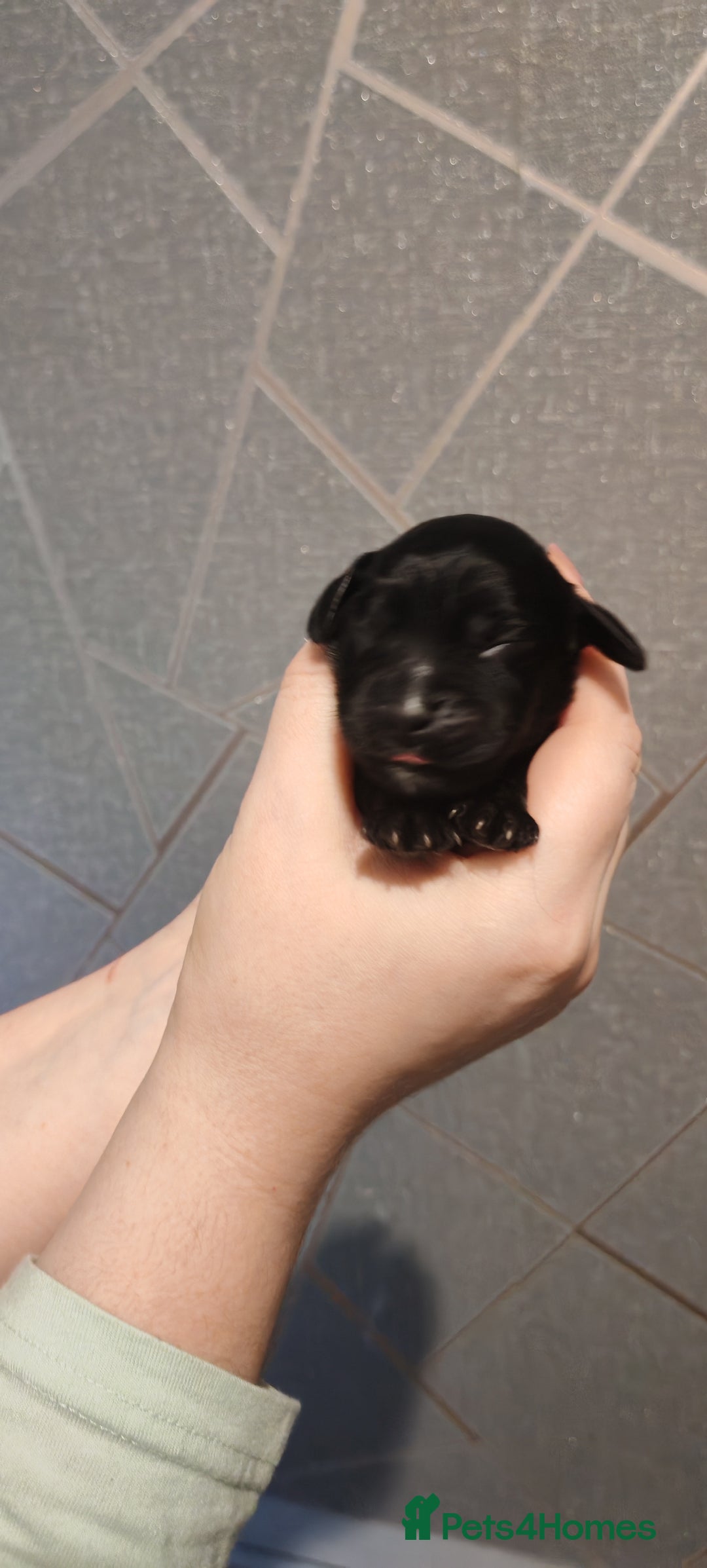 Sprocker dogs for sale: Beautiful sprocker puppies - Image 4