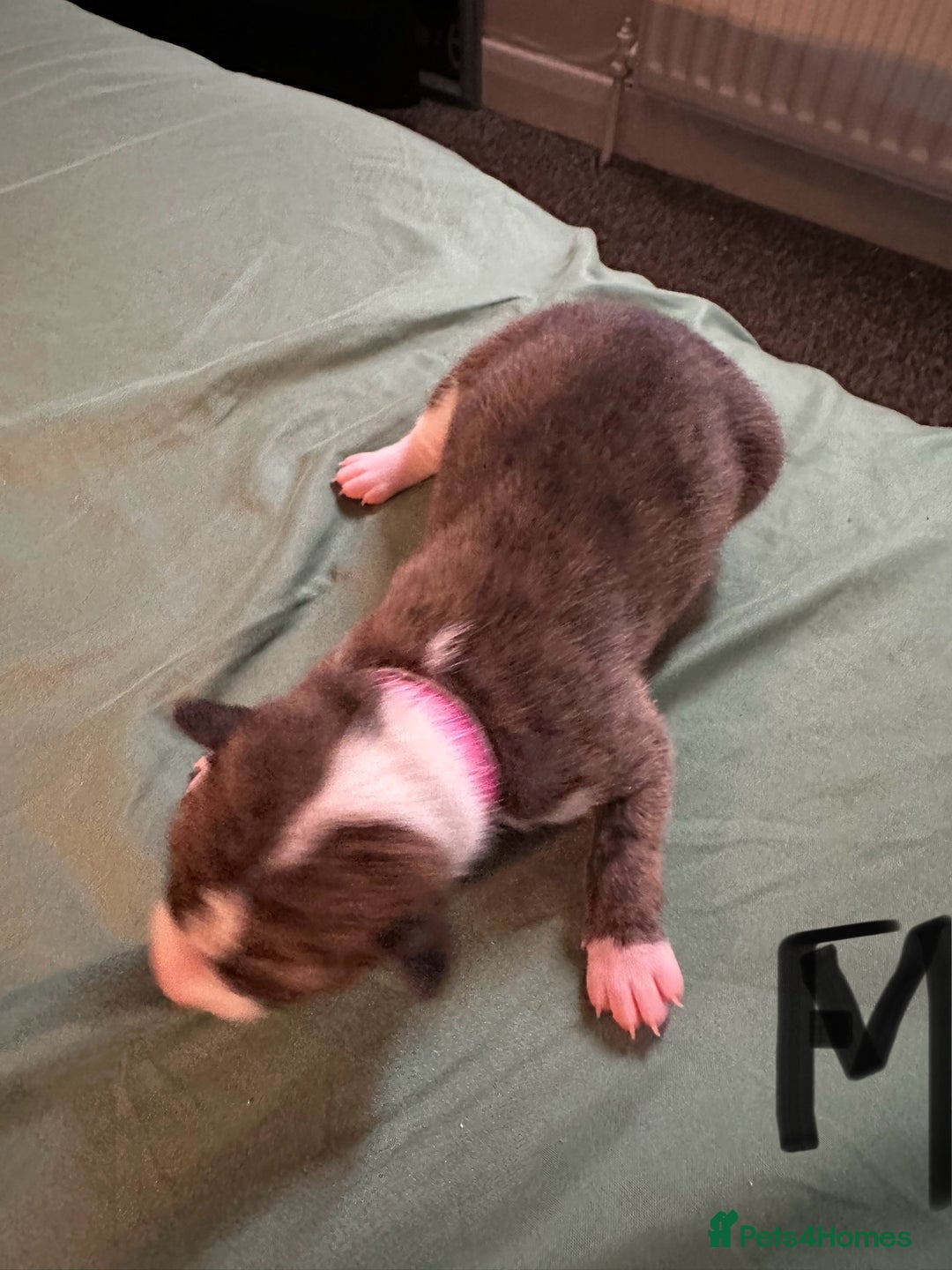 Basenji dogs for sale:  basenji puppies from pure breed mother father kc - Advert 5