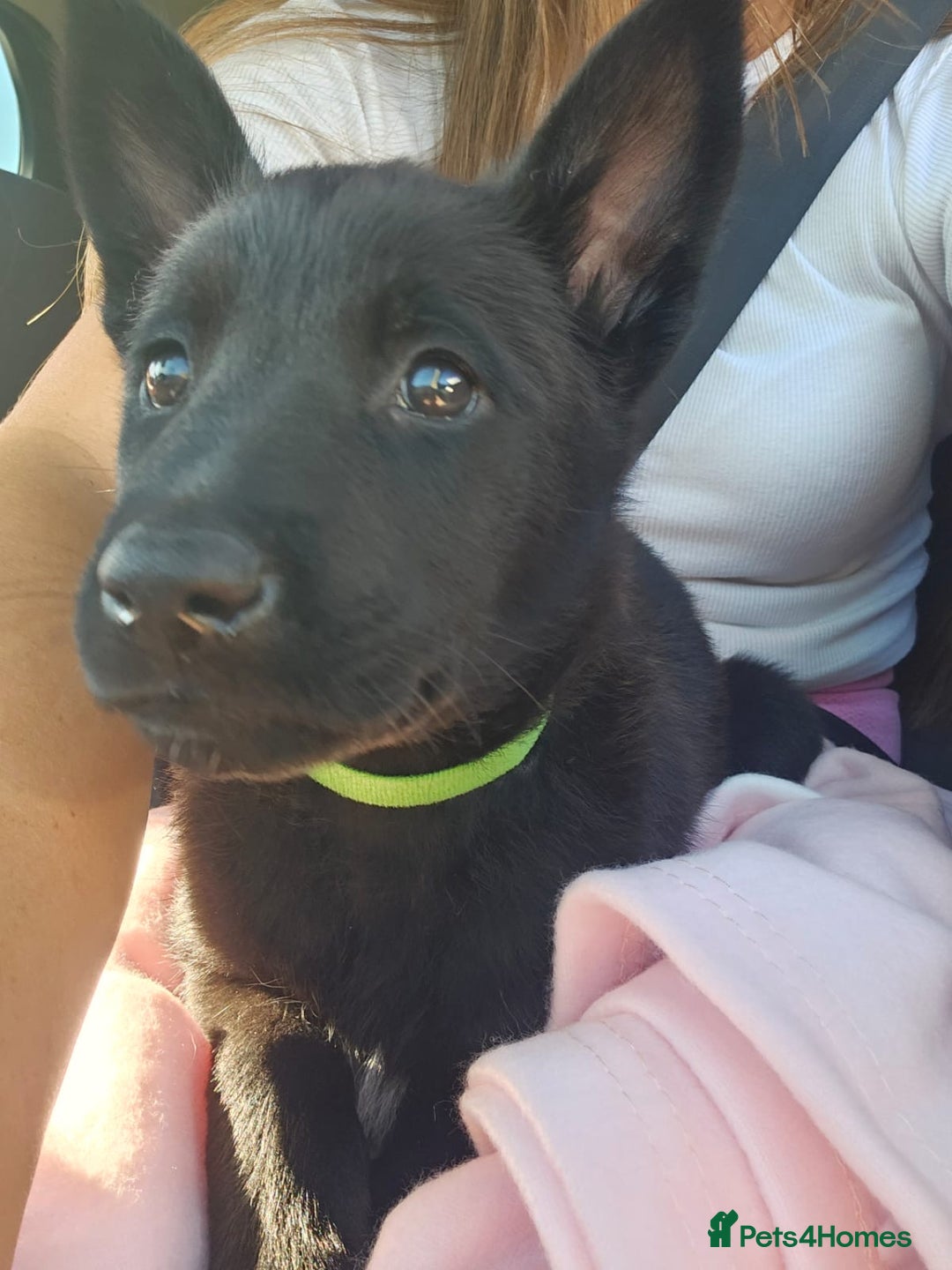 Belgian Shepherd Dog dogs for sale: Malinois x Dutch herder ready now to collect ! in Wingate - Image 30