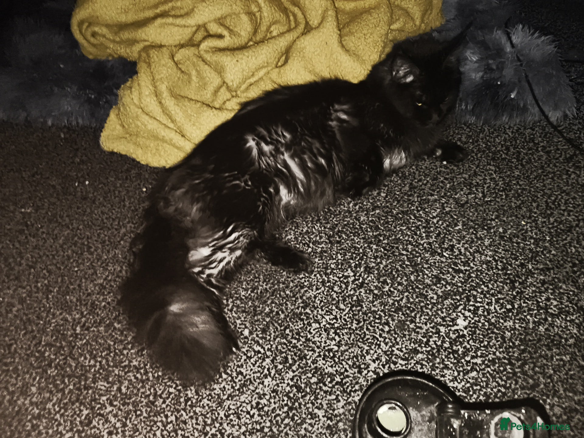 Maine Coon cats For sale 2 active young Tica main coon queens  - Advert 1