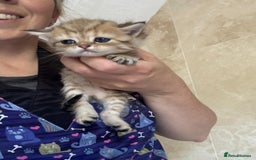 Persian cats for sale: Persian kittens - Image 9