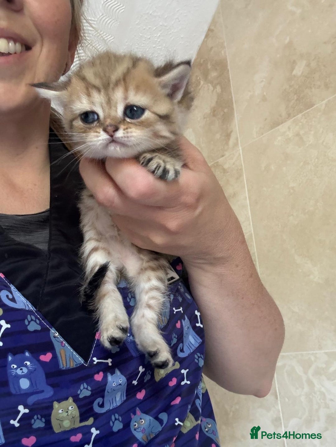 Persian cats for sale: Persian kittens - Image 9