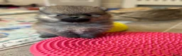 Pomeranian dogs for sale: Tiny Pom Puppies - Advert 32