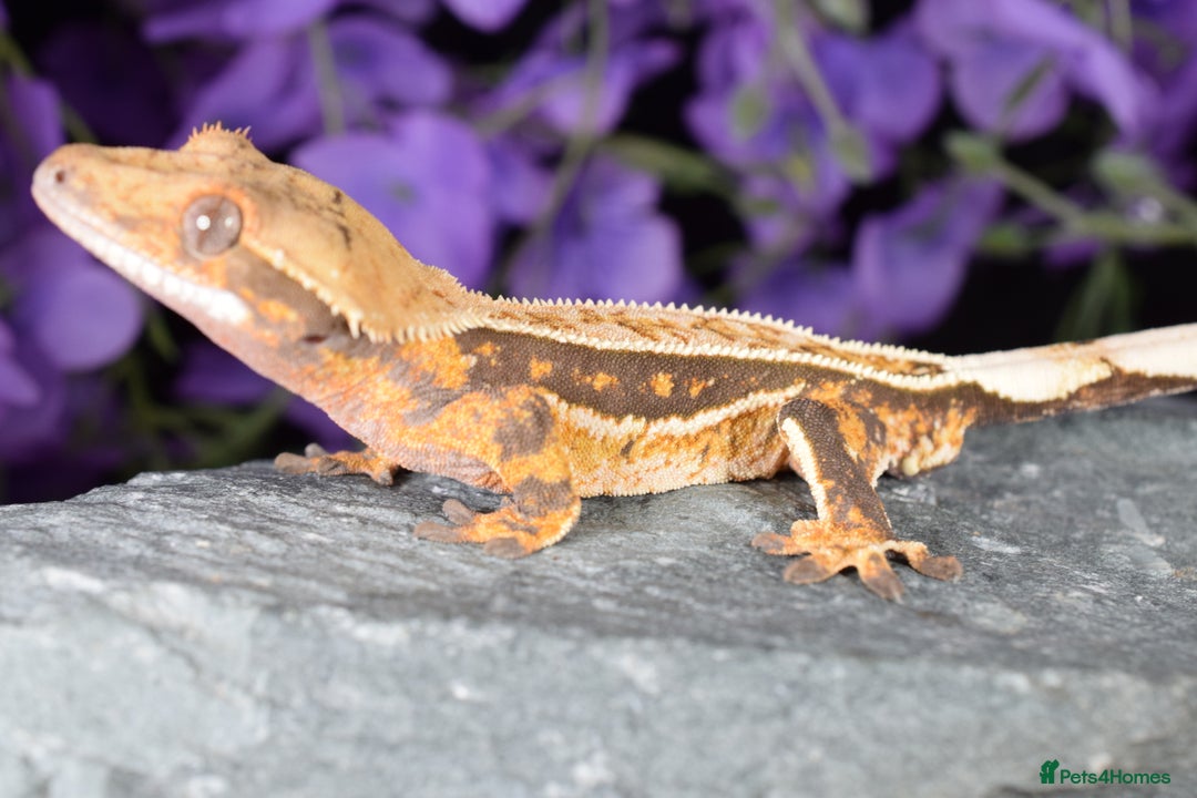 Gecko reptiles for sale: Crested geckos - Advert 9