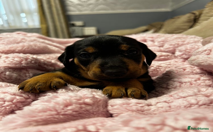 Mixed Breed dogs - Advert 1