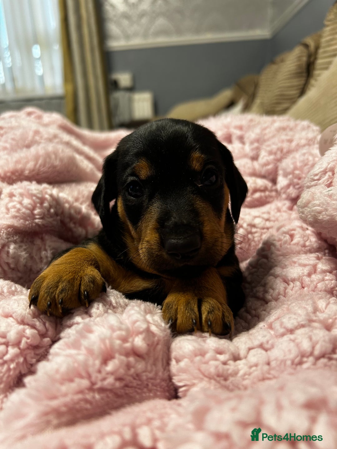 Mixed Breed dogs for sale: Beautiful Doxies - Image 1
