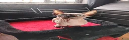 Sphynx cats for sale: Sphinx kitten for rehoming  in Grimsby - Advert 5