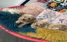 Maltipoo dogs for sale: ❤️XS TOY MALTIPOOS❤️ - Image 9