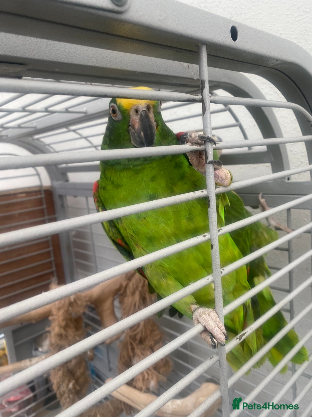 Parrots birds for sale: AMAZON YELLOW CROWNED PANAMA PROVEN PAIR - Image 7