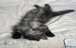 Ragcoon cats for sale: ⭐️RAGCOON FEMALE ⭐️ READY NOW - Image 4