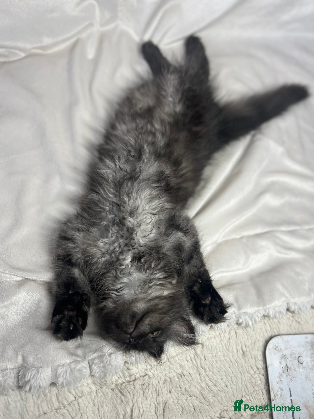 Ragcoon cats for sale: ⭐️RAGCOON FEMALE ⭐️ READY NOW - Image 4