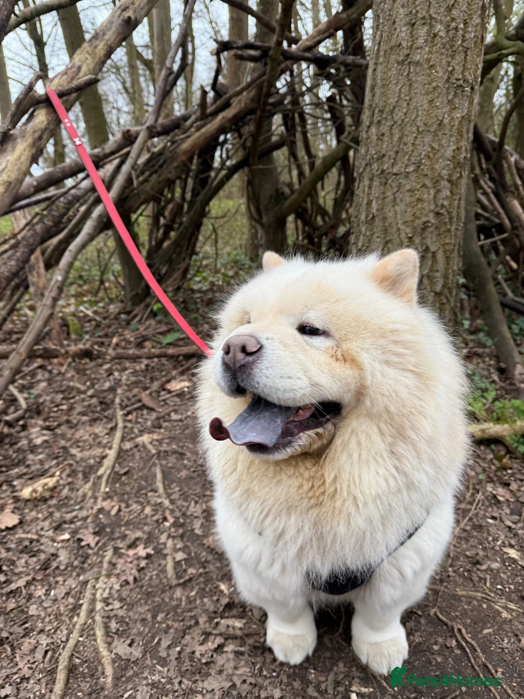 Chow Chow dogs for sale: Rehoming Biggie - Advert 4