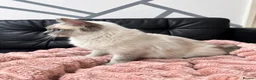 Ragdoll cats for sale: Ragdoll - Advert 6