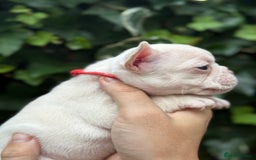 French Bulldog dogs for sale: French bulldog puppies for sale - Image 13