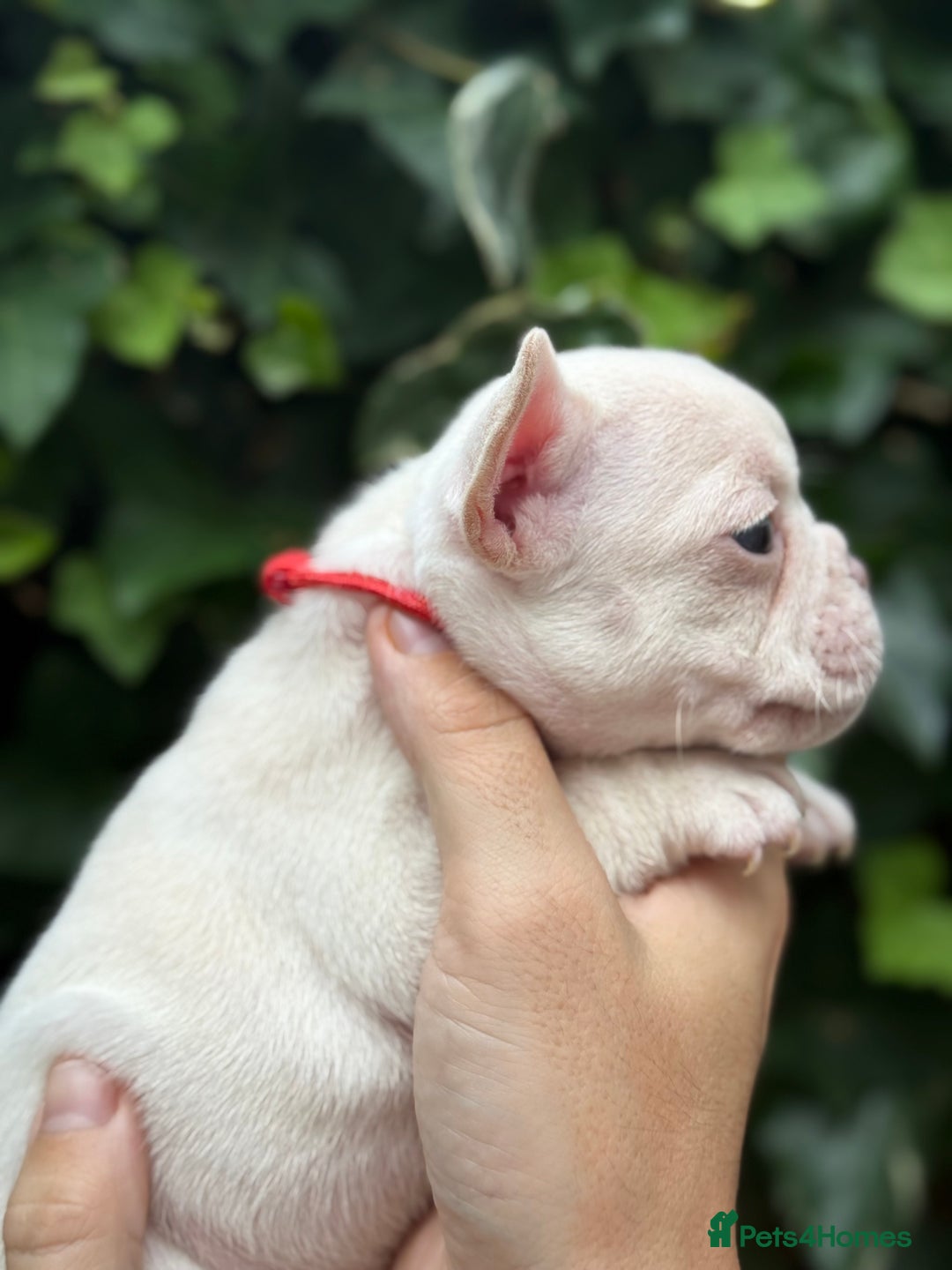 French Bulldog dogs for sale: French bulldog puppies for sale - Image 13