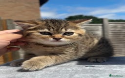 British Shorthair cats for sale: British Shorthair kitten  ONLY ONE BOY AVAILABLE  - Image 5