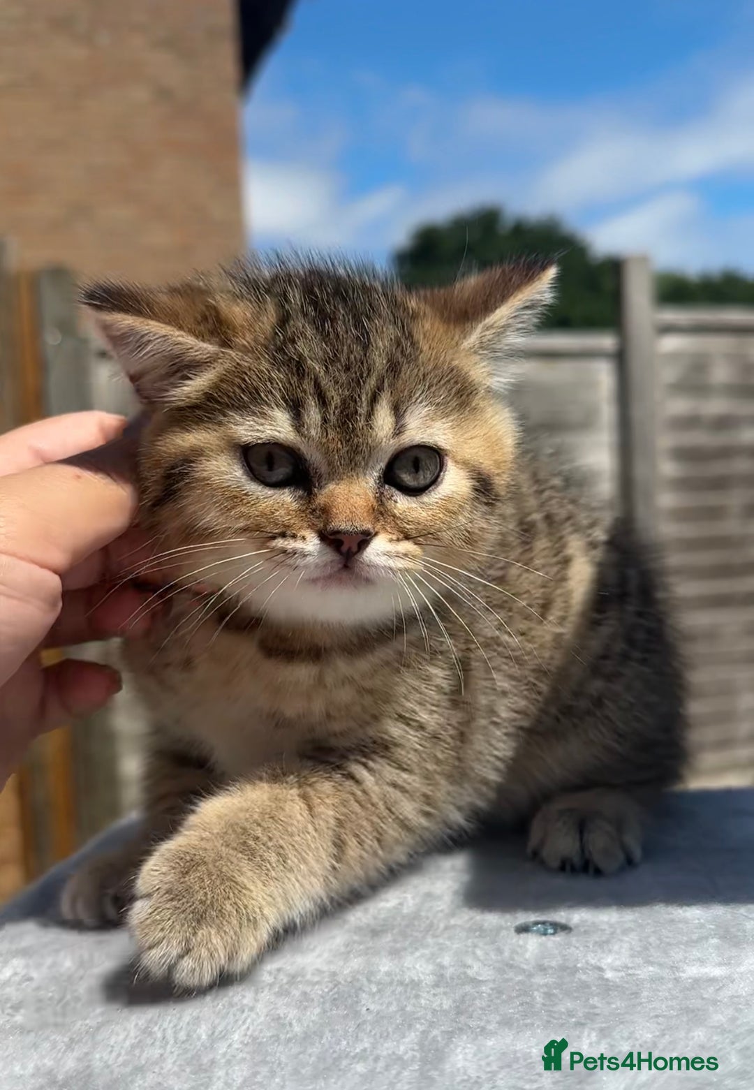 British Shorthair cats for sale: British Shorthair kitten  ONLY ONE BOY AVAILABLE  - Image 5