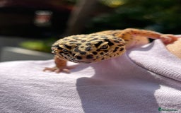 Leopard Gecko reptiles for sale: Leo the Leopard Gecko. Black Night/Mack Snow - Image 4