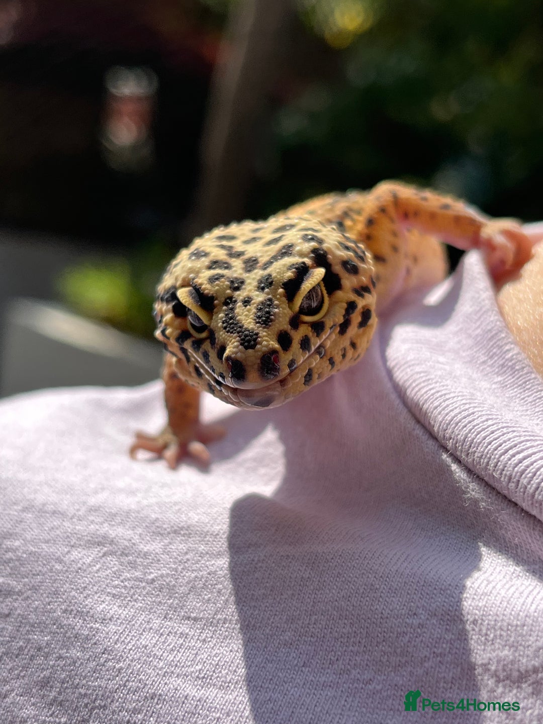 Leopard Gecko reptiles for sale: Leo the Leopard Gecko. Black Night/Mack Snow - Image 4