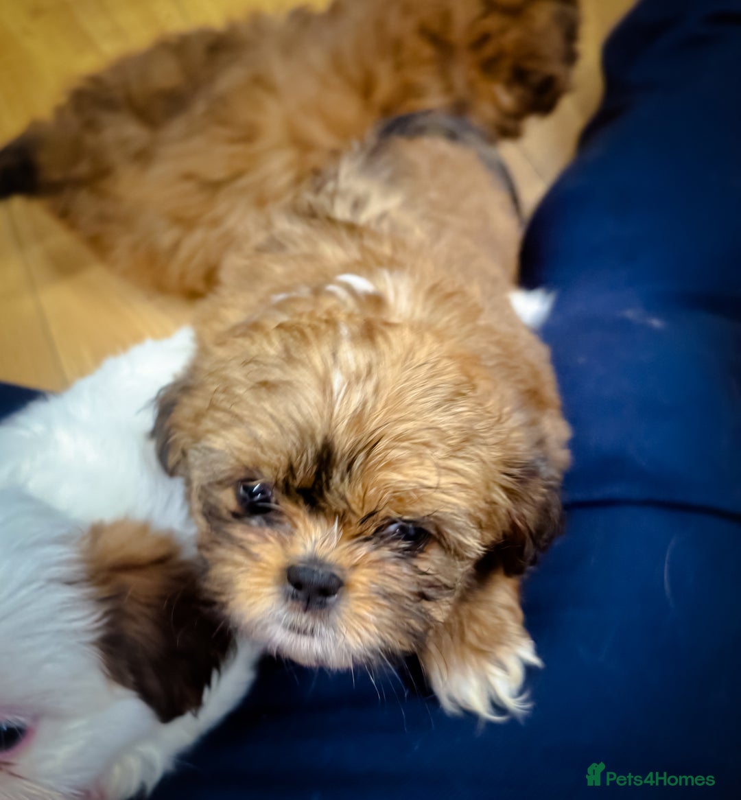 Mixed Breed dogs for sale: ✨ Gorgeous Mixed-Breed Puppies Looking for Homes - Advert 17