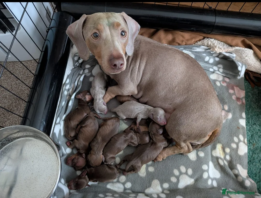 Miniature Dachshund dogs for sale: 5 beautiful pups  - Advert 14