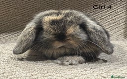 Mini Lop rabbits for sale: 🐰STUNNING MINI LOPS 🐰 ready to reserve!! - Image 7