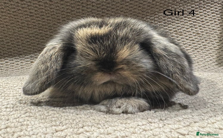 Mini Lop rabbits - Advert 4