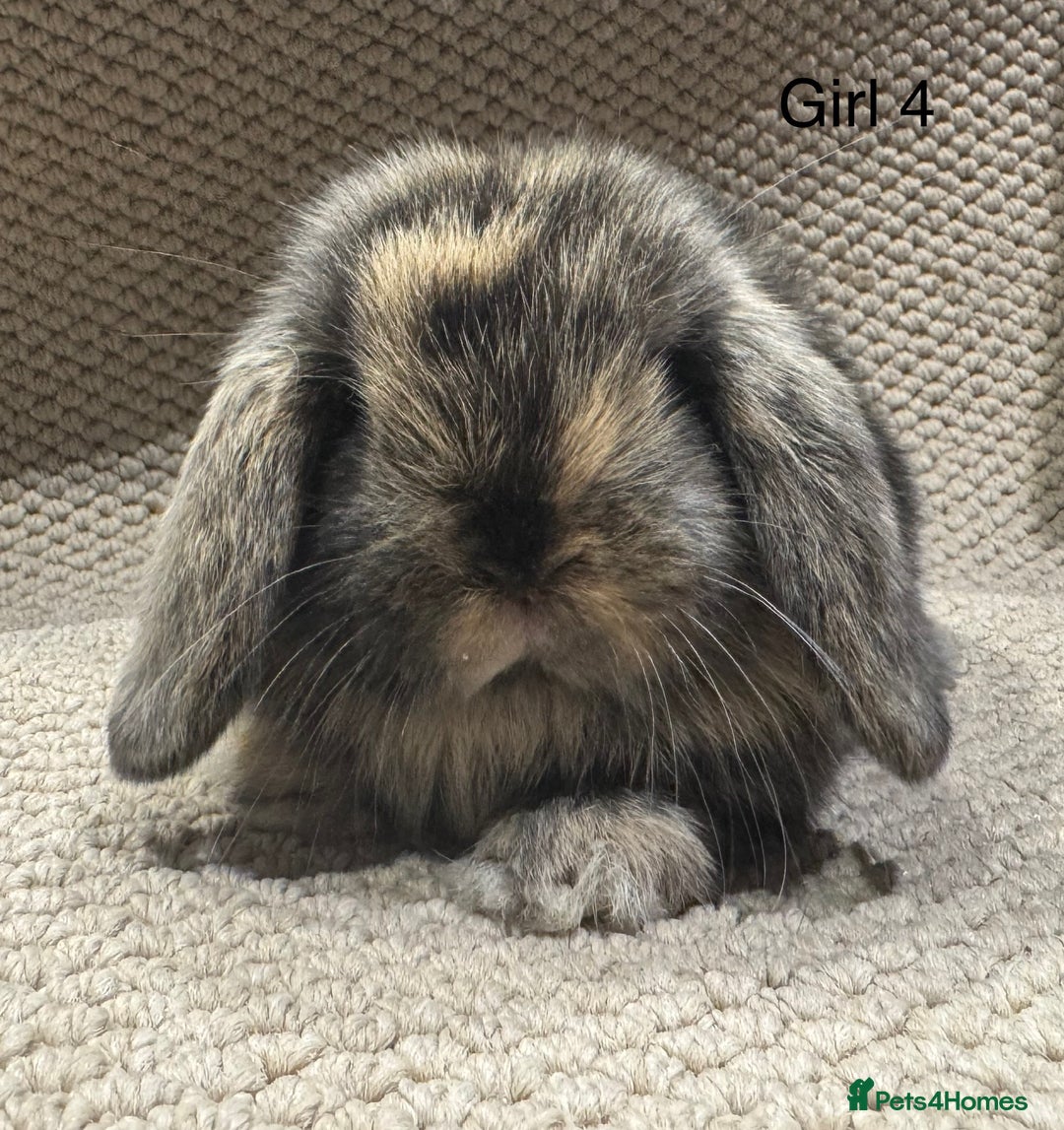 Mini Lop rabbits for sale: 🐰STUNNING MINI LOPS 🐰 ready to reserve!! - Image 7