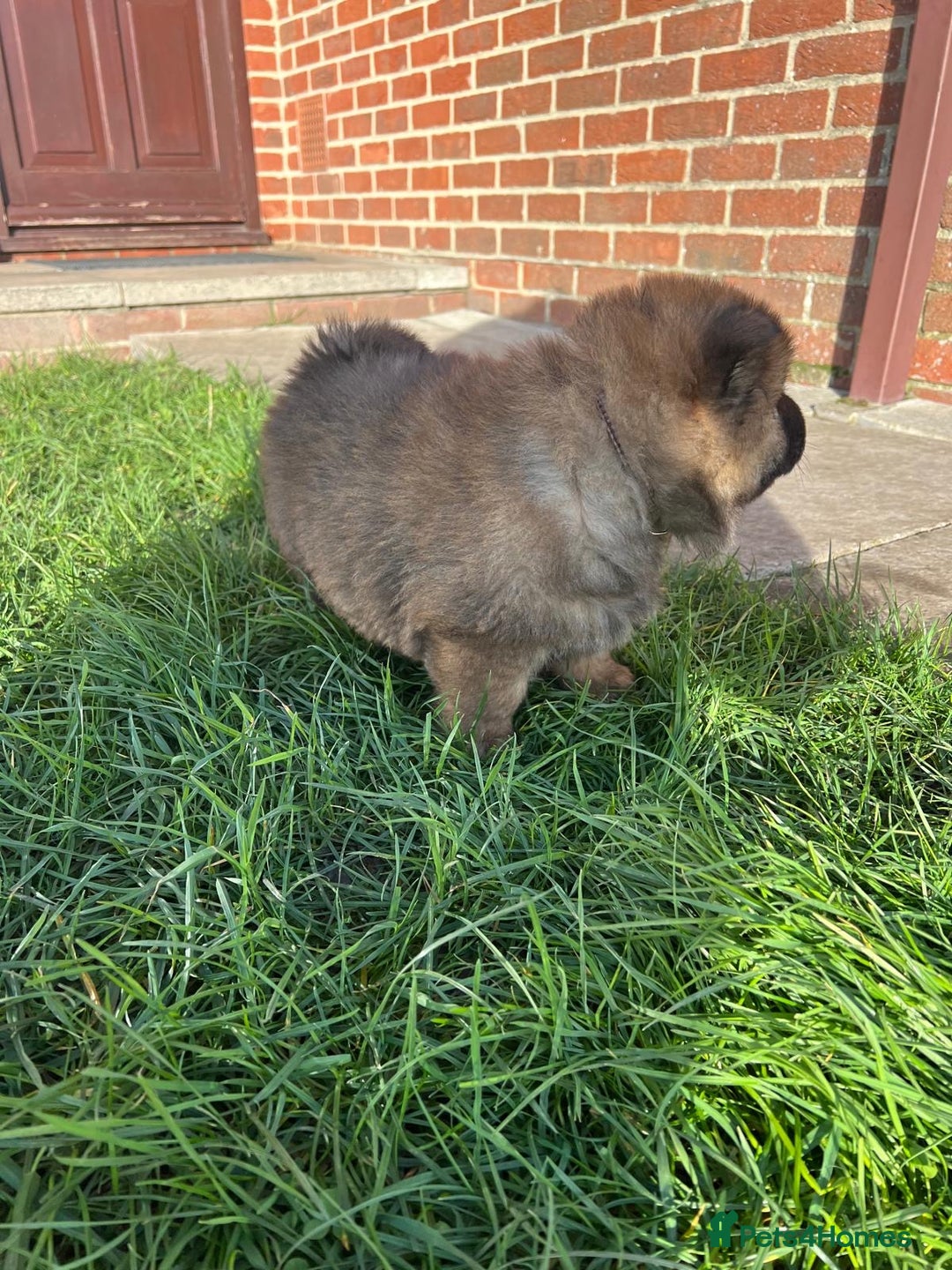 Chow Chow dogs for sale: Gorgeous Chow Chow Puppies Raised in a loving Home - Advert 25