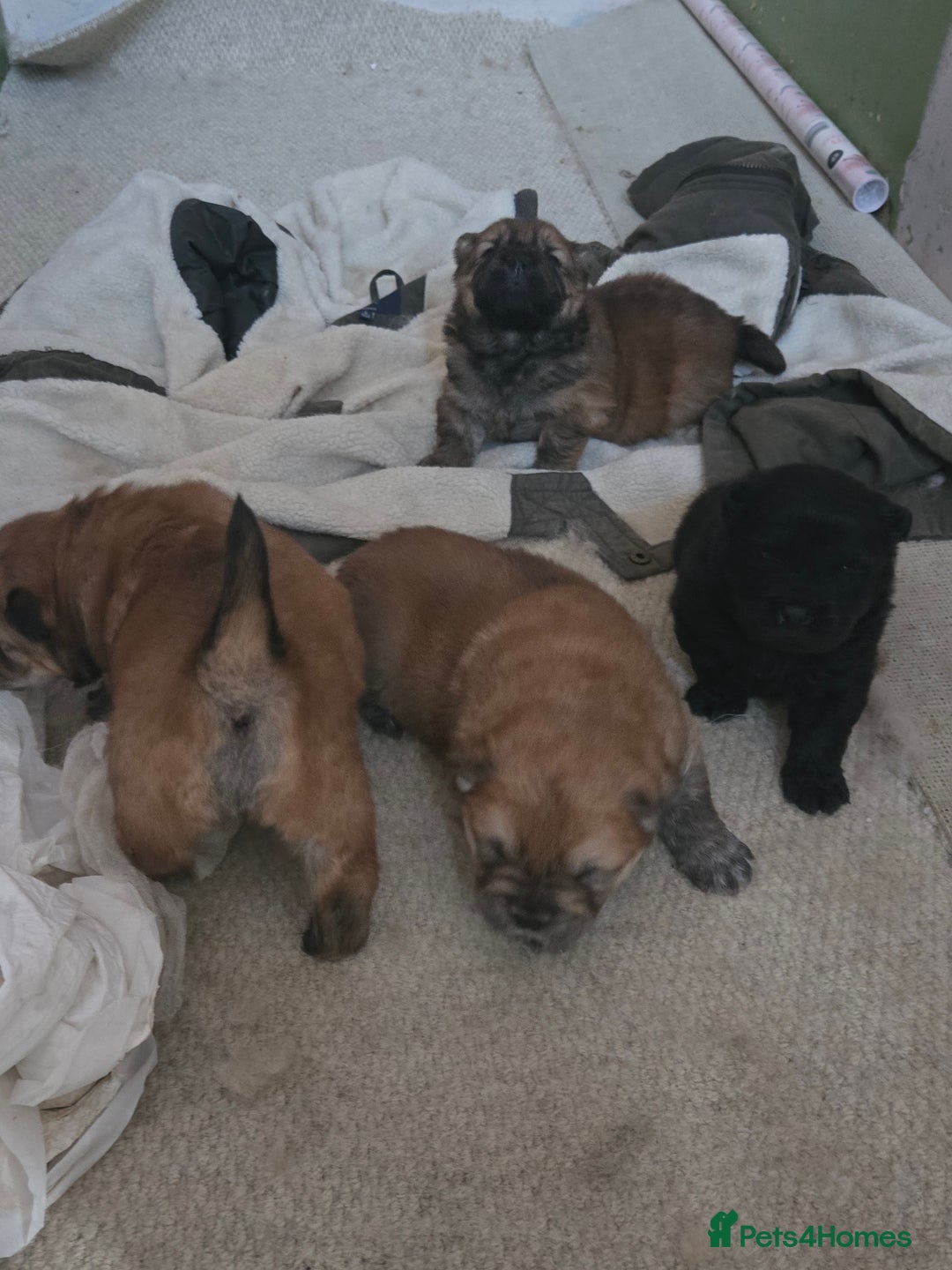 Chow Chow dogs for sale: Chow chow puppies - Advert 8