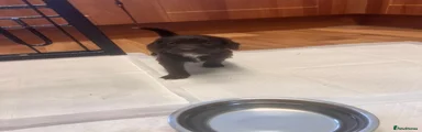 Cockapoo 6