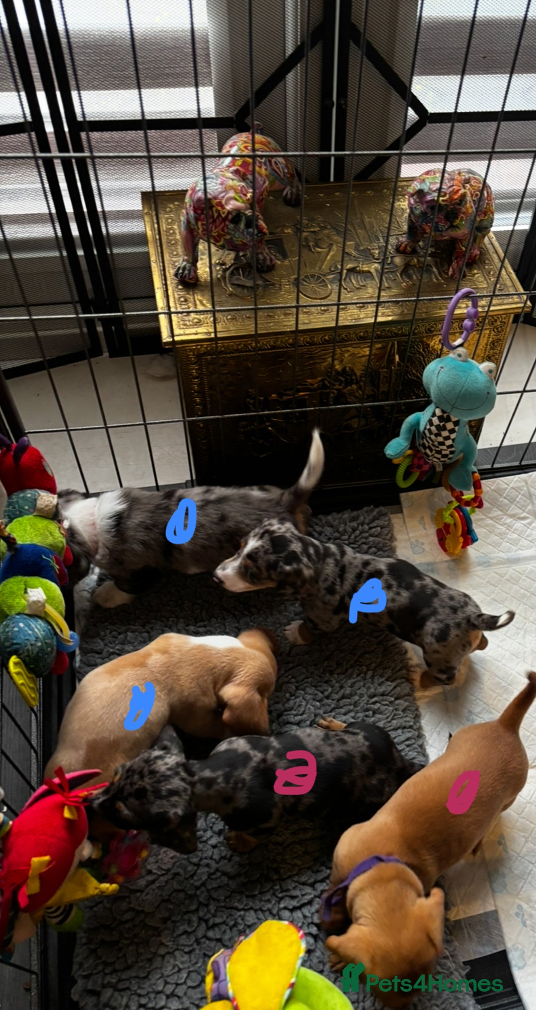 Miniature Dachshund dogs for sale: 5 beautiful miniature dachshunds for sale - Image 13