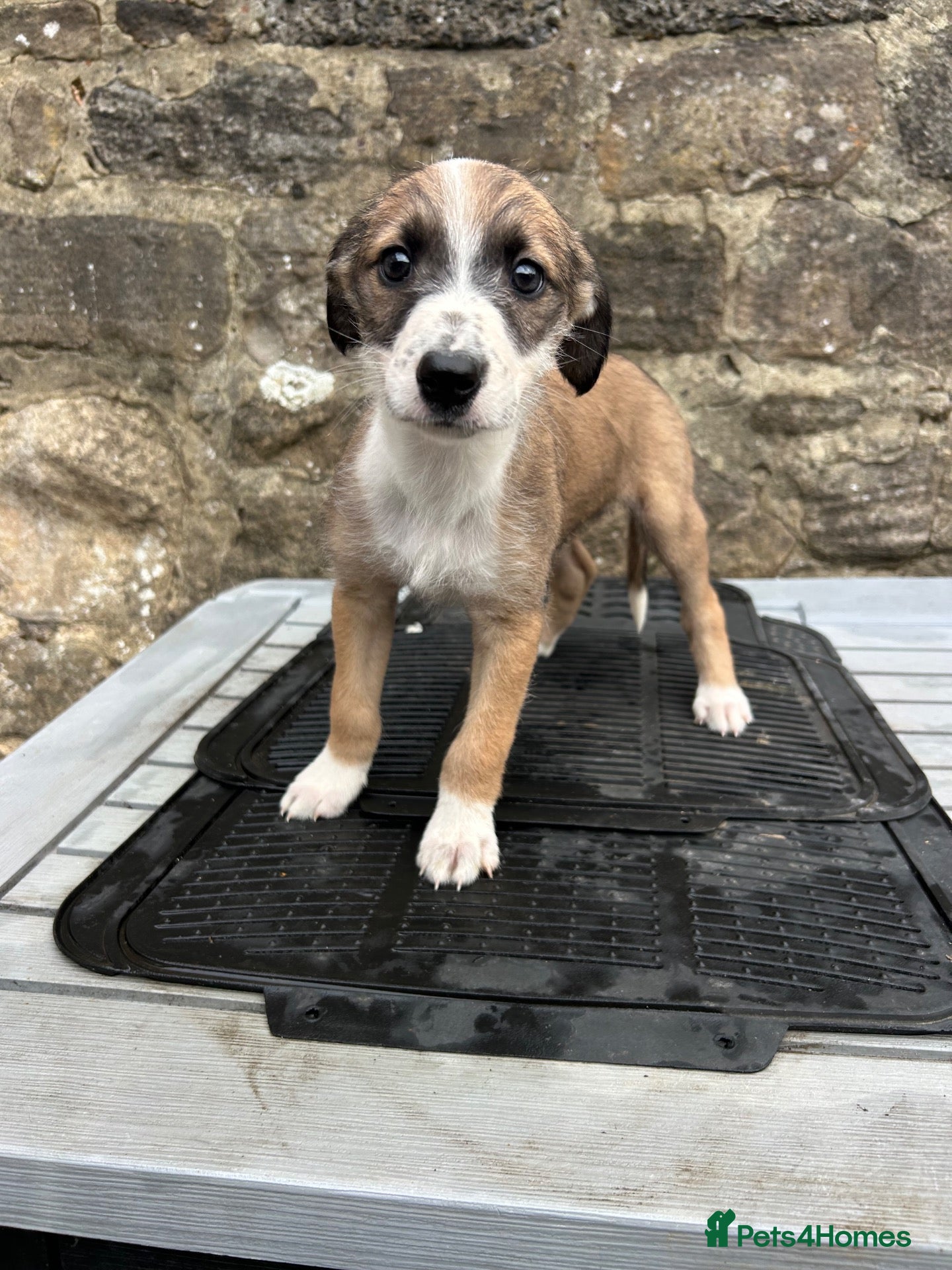 Lurcher dogs Bedlington whippet lurcher pups - Advert 3