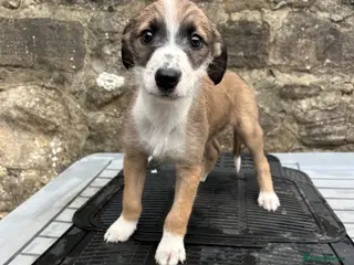 Lurcher dogs Bedlington whippet lurcher pups - Advert 3