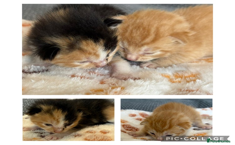 Domestic Shorthair cats - Advert 11