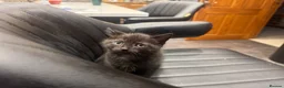 Mixed Breed cats for sale: Black kitten for sale  - Advert 7