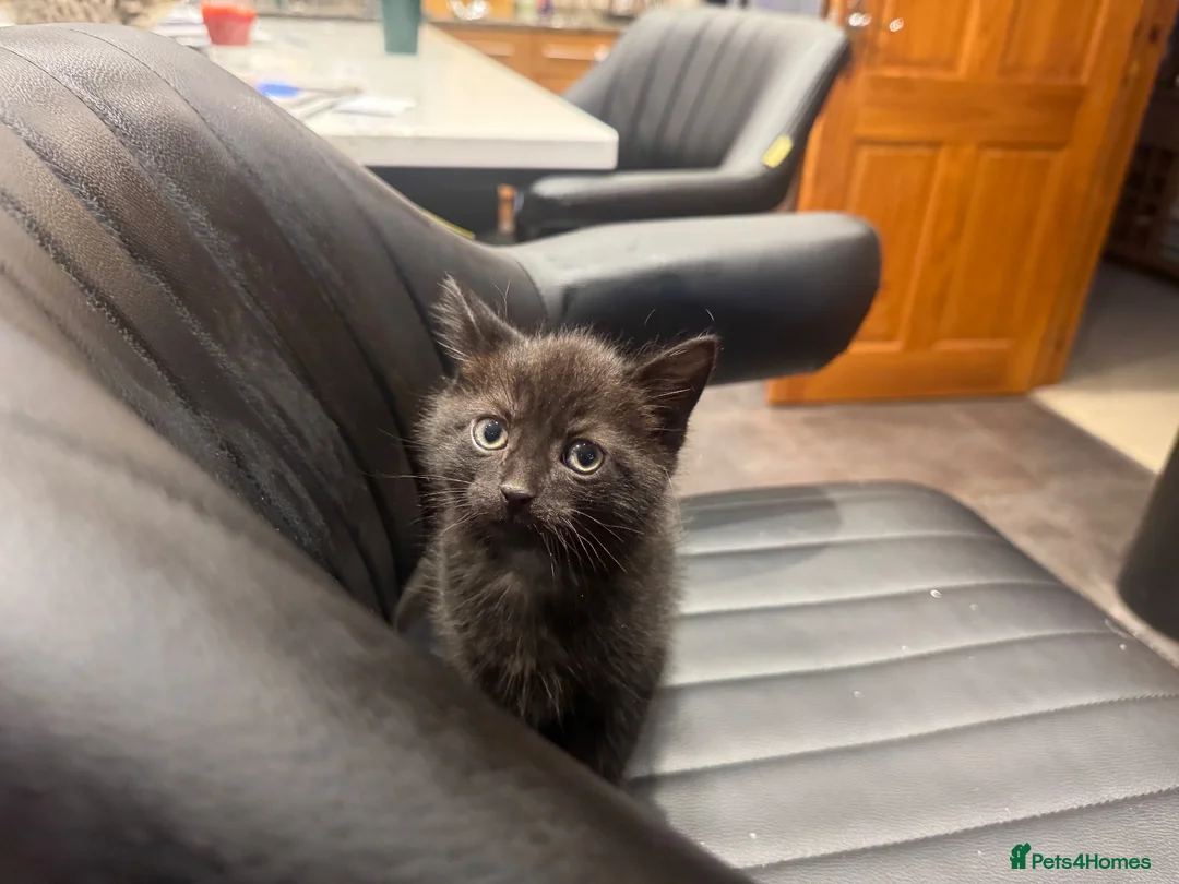 Mixed Breed cats for sale: Black kitten for sale  - Advert 7