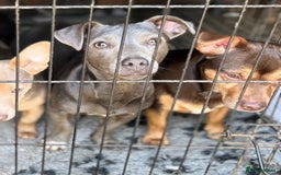 Jack Russell dogs for sale: Jack Russell female  - Image 5