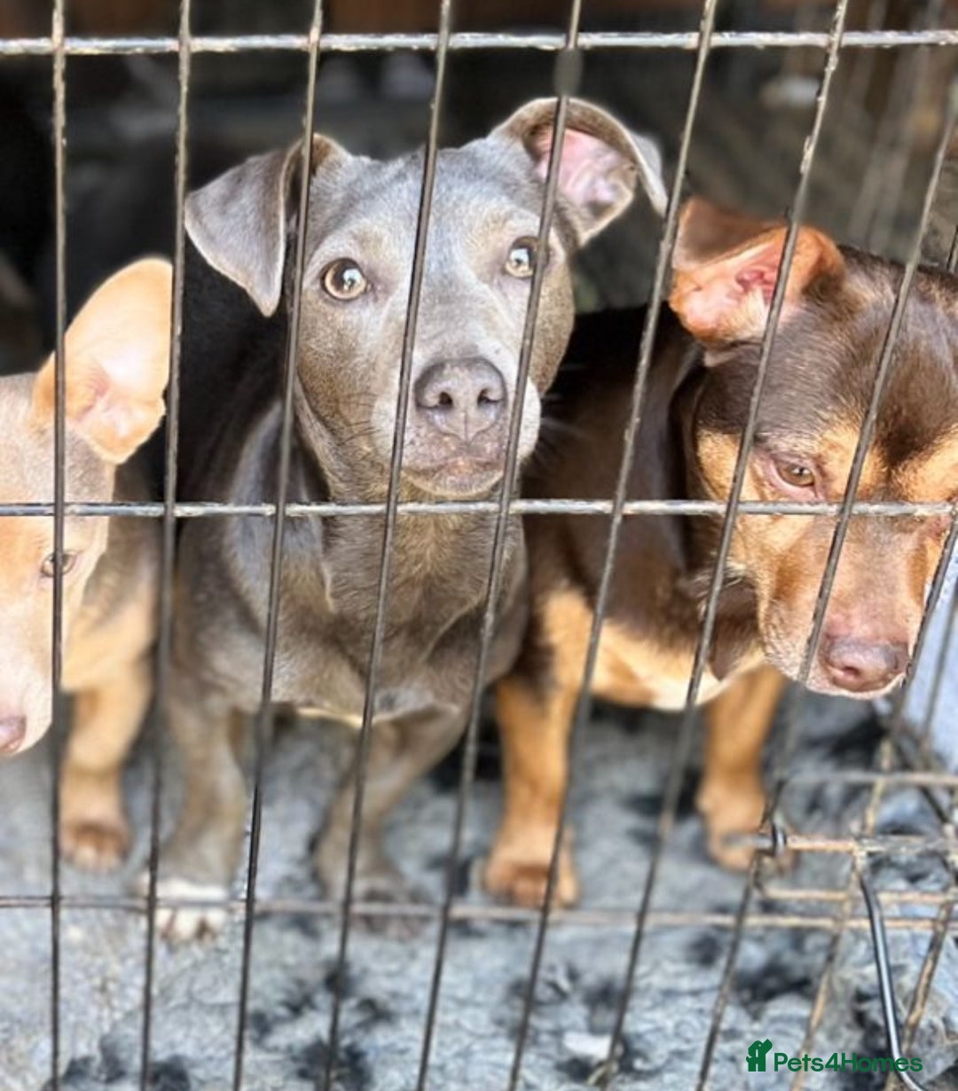 Jack Russell dogs for sale: Jack Russell female  - Image 5