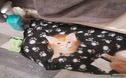 Mixed Breed cats for sale: Beautiful kittens - Image 3