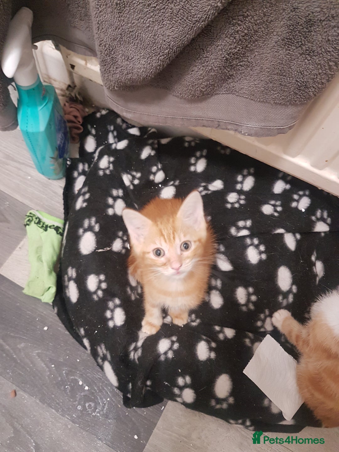 Mixed Breed cats for sale: Beautiful kittens - Image 3