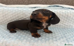 Miniature Dachshund dogs for sale: *REDUCED* 2 stunning female pups left - Image 29