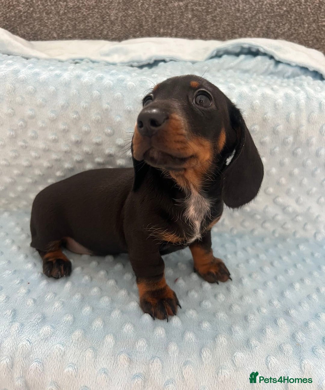 Miniature Dachshund dogs for sale: *REDUCED* 2 stunning female pups left - Image 29