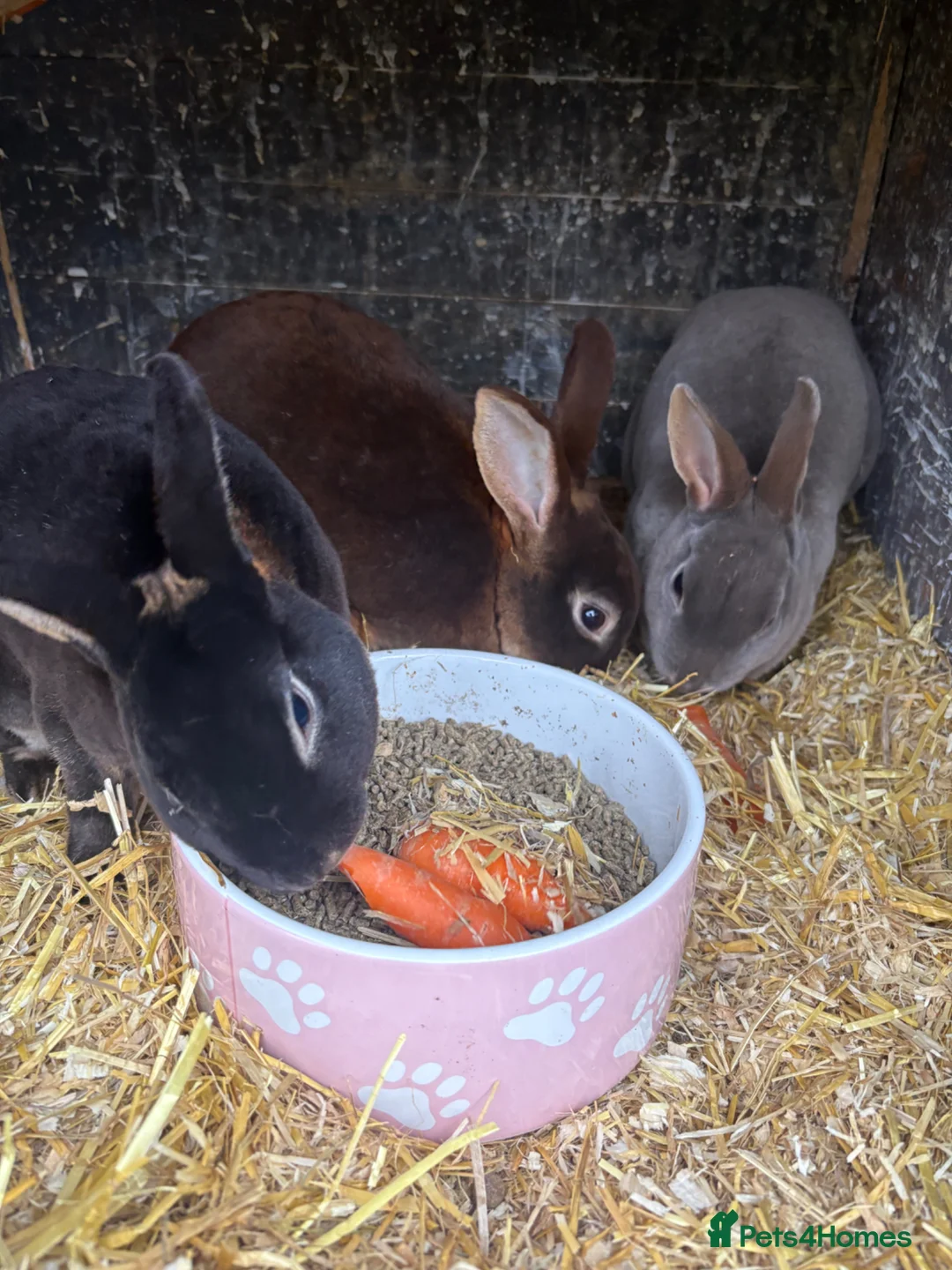 Rex rabbits for sale: Mini Rex bunnies in Milton Keynes - Advert 1