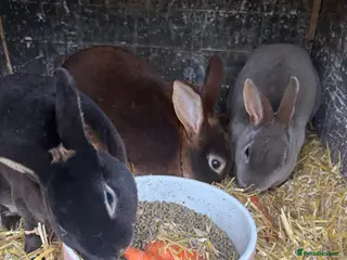 Rex rabbits Mini Rex bunnies - Advert 16