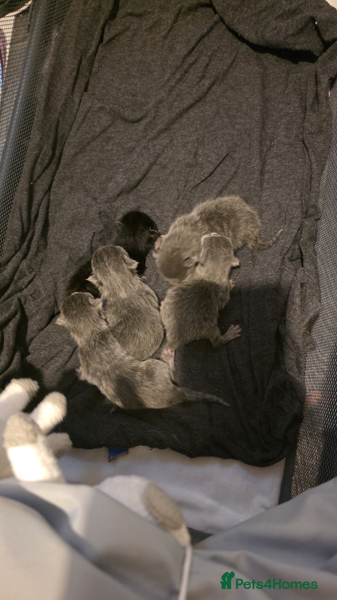 Mixed Breed cats for sale: 4 gray 1 black kitten  - Image 1