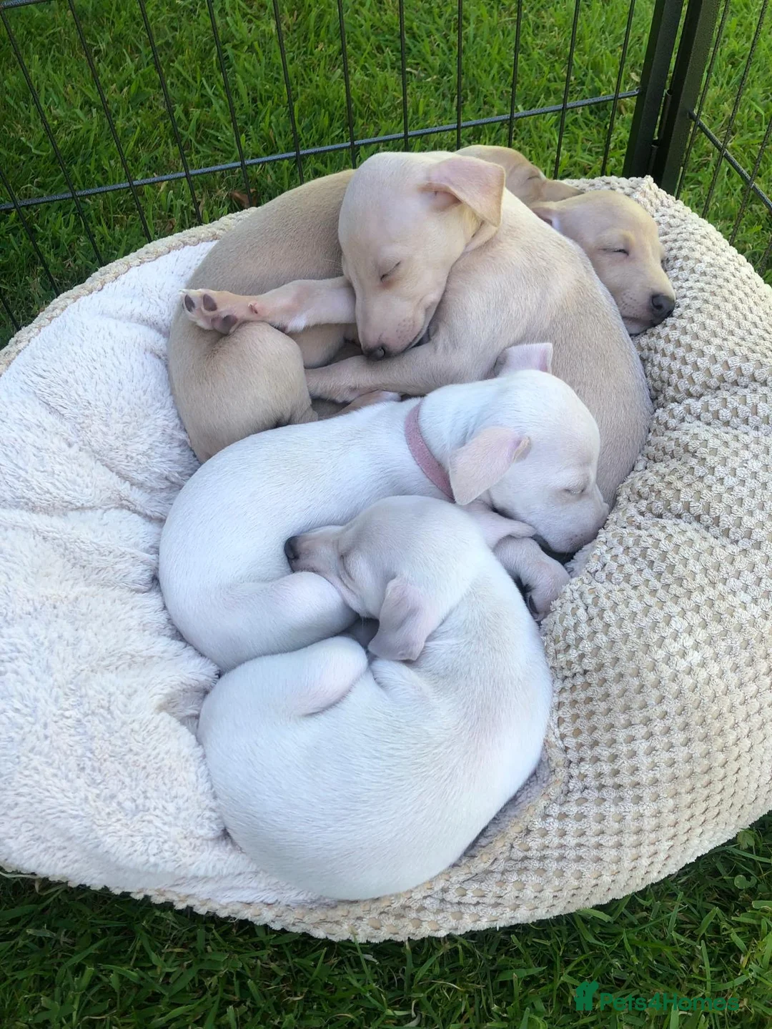 Italian Greyhound dogs for stud: Romeo italian greyhound Russian Import for stud  in Liverpool - Advert 13