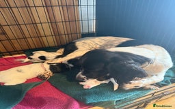 Sprocker dogs for sale: Beautiful Chunky Sprocker Pups - Image 3