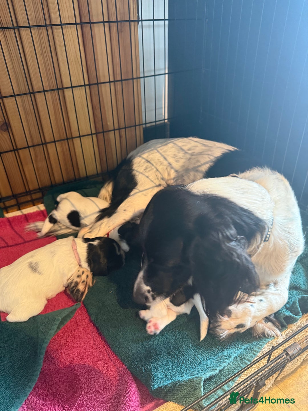 Sprocker dogs for sale: Beautiful Chunky Sprocker Pups - Image 3