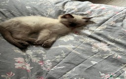 Ragdoll cats for sale: 🩵 Beautiful Ragdoll Kittens Ready at 12 Weeks! 🩵 - Image 10